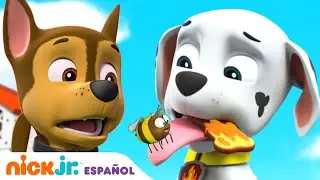 PAW Patrol | ¡Los cachorros les encuentran un nuevo hogar a las abejas! | Nick Jr en Español