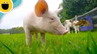 Old MacDonald Had a Farm | Nursery Rhyme Remix (Sesame Studios)