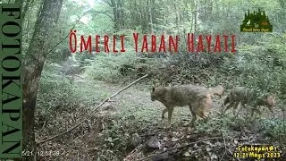 İstanbul'da İnanılmaz 