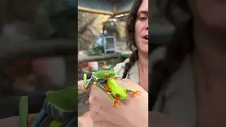 Leap Frog with Actual Frogs😂 