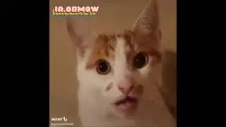Preview 2 Cat New Rules Deepfake