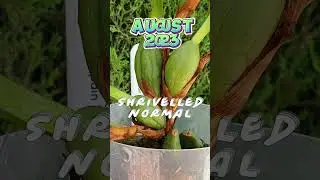 💪🏼10 MONTHS from PROPAGATION to BLOOM 🌼 Orchid Care Made EASY #shorts #ninjaorchids #tipsandtricks