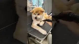 Акита-ину  Юки