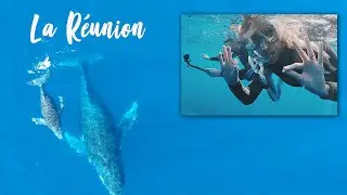 NAGER AVEC LES BALEINES (La Réunion)