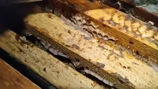 Продолжаем зимовать, не беспотерь.