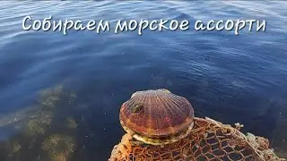Пособирали устриц, гребешок и рапанов на Сахалине в Анивском заливе 