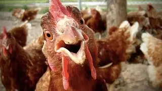 Perdue Cornish Game Hen commercial 1979