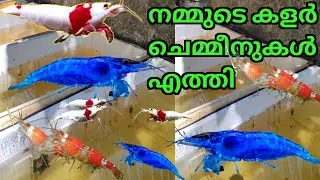 Shrimp Malayalam #unboxing #shrimp #shrimpmalayalam