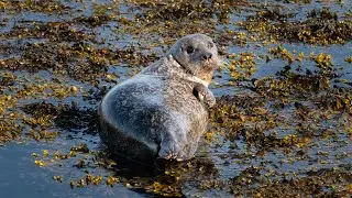 Wildlife in Scotland (Panasonic G9 + DG 200mm 2.8 + TC 1.4x)