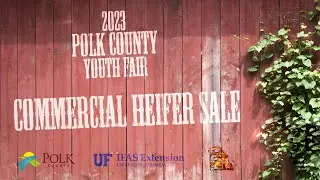 2023 Commercial Heifer & Market Steer Sale - Polk County Youth Fair
