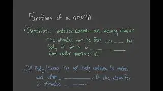 Anatomy and Physiology of a Neuron
