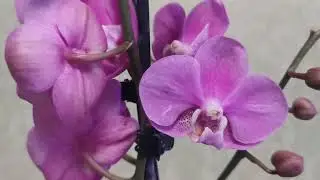 Похвастушки! Новая орхидея в моей коллекции.. 😍