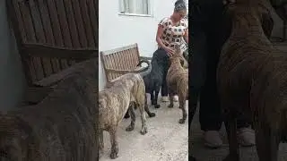 Fila Brasileiro - No domingo com a mamãe.