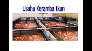 PENGUSAHA MUDA SUKSES BISNIS KERAMBA IKAN NILA