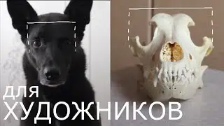 Анатомия головы собаки