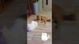 #весело #catfunny #catvideos #котики #мяу #кот #коты #приколы #funny