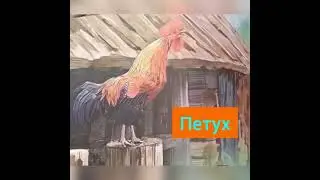 Христианские стих "Петух"