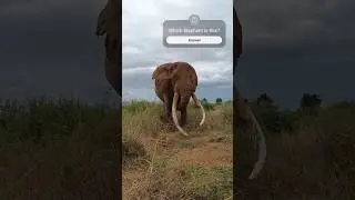 Which Elephant is this? 