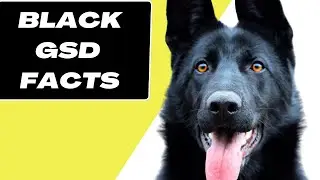 Black German Shepherd - Top 10 Facts