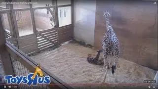April the Giraffe gives birth