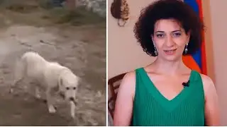 «Աննա, Աննա». օկուպացված Արցախում ապրող ադրբեջանցիները շանը կանչում են Փաշինյանի կնոջ անունով