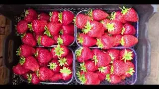 Интенсивная технология производства ягод земляники садовой в ООО «Агрофирма» «СадМашСервис»