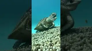 Утро понедельника 😁 #дайвинг #приколы #diving #милыеживотные #черепахи