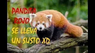 ATAQUE AL PANDA ROJO 😦😅