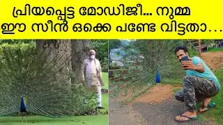 മയിലാട്ടം കണ്ട് അമ്പരന്ന അനർഘനിമിഷങ്ങൾ... #Peacock #peafowl #IndianPeacock #Modi #PrimeMinister