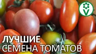 ТАКИЕ СЕМЕНА ТОМАТА ГОРАЗДО ЛУЧШЕ ЛЮБЫХ ДРУГИХ! Зачем и как собирать свои семена томата?