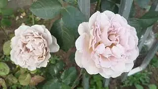 586.#13 - 14 сентября🌹Мои розы - мой маленький эдэм🌹🌹🌹