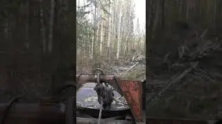 Тдт 55 трелёвка