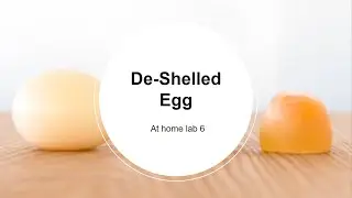 De-Shelled Egg Experiment