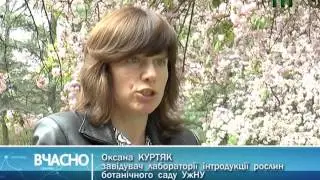 САКУРИ  ІСТОРІЯ