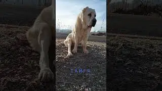 Central Asian Shepherd Alabai