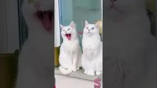 как тигр делает?