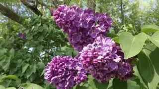 LILAC FENCE