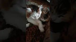 Лорик кролик и Маля.