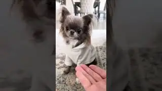 Teaching my little chihuahua the 
