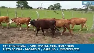 LOTE 15 JUA