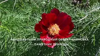 Радищевский район
