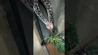 The Prettiest Snake In The World! 
