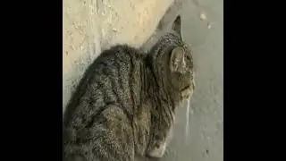 kucing jalanan yang lucu
