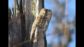 Неясыть