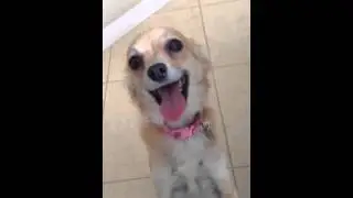 Good Morning Happy Girl (Stella Sophia)