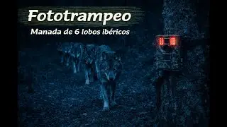 Pack of 6 wolves explores the beech forest with stealth 🐺🐺🐺🐺🐺🐺