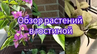 комнатные растения в гостиной🪴 🏠