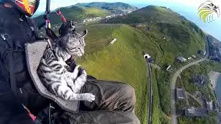 Полёт Кота на Параплане / Cat PPG