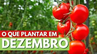 O QUE PLANTAR EM DEZEMBRO! ESPÉCIES DE HORTALIÇAS PARA SEMEAR NO FINAL DO ANO! CANAL MEU QUINTAL