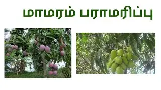 மாமரம் பராமரிப்பு